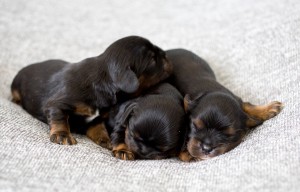 cavalier puppy 1week-17