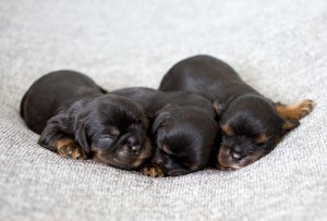 cavalier puppy 1week-20