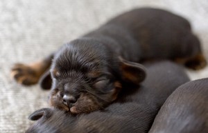 cavalier puppy 1week-21