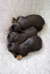 cavalier puppy 1week-22