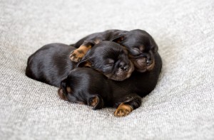 cavalier puppy 1week-23