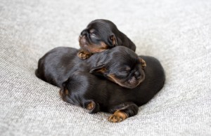 cavalier puppy 1week-24