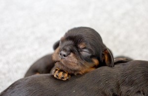 cavalier puppy 1week-25