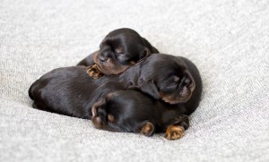 cavalier puppy 1week-26