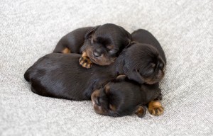 cavalier puppy 1week-27