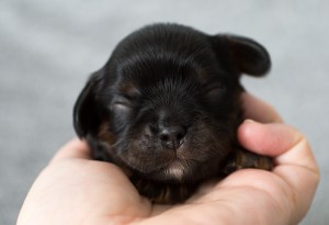 cavalier puppy 1week-3