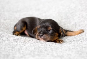 cavalier puppy 1week-4