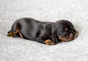 cavalier puppy 1week-5