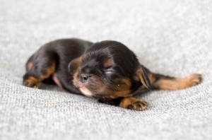 cavalier puppy 1week-6