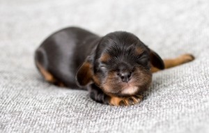 cavalier puppy 1week-7