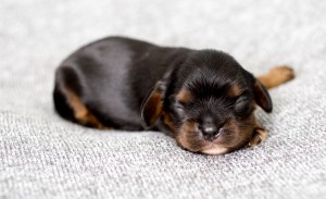 cavalier puppy 1week-8