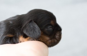 cavalier puppy 1week-9