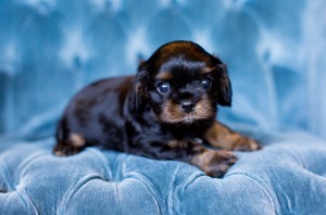 cavalier puppy seattle 5 weeks-12
