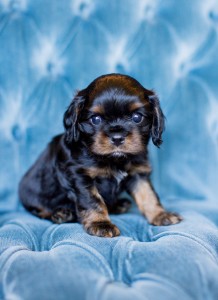 cavalier puppy seattle 5 weeks-15