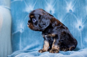 cavalier puppy seattle 5 weeks-17