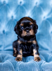 cavalier puppy seattle 5 weeks-2