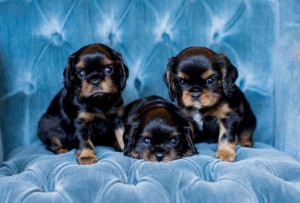 cavalier puppy seattle 5 weeks-20