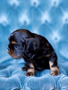 cavalier puppy seattle 5 weeks-3
