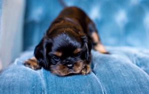 cavalier puppy seattle 5 weeks-4