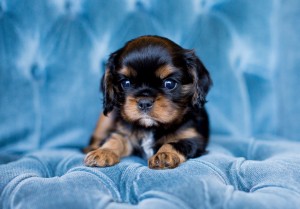 cavalier puppy seattle 5 weeks-7