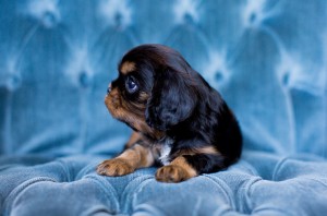 cavalier puppy seattle 5 weeks-8