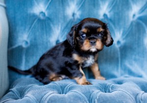 cavalier puppy seattle 5 weeks-9