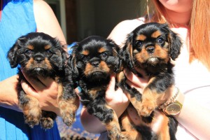 8 weeks cavalier