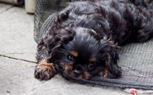 cavalier puppy 9 weeks-109