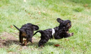 cavalier puppy 9 weeks-117