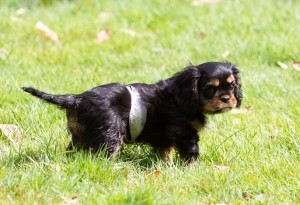 cavalier puppy 9 weeks-124