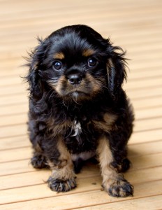 cavalier puppy 9 weeks-197