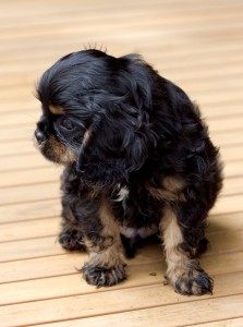 cavalier puppy 9 weeks-200