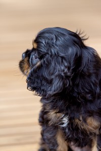 cavalier puppy 9 weeks-207