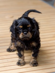 cavalier puppy 9 weeks-237