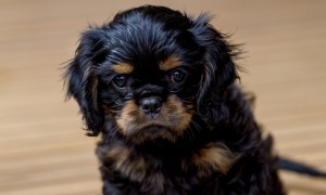 cavalier puppy 9 weeks-248