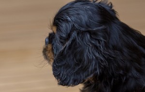 cavalier puppy 9 weeks-251