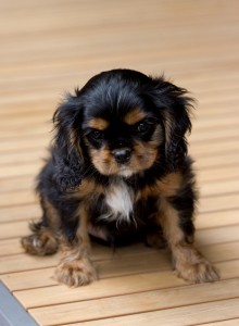 cavalier puppy 9 weeks-264