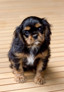 cavalier puppy 9 weeks-279