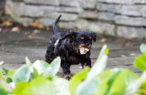 cavalier puppy 9 weeks-34