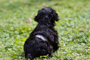 cavalier puppy 9 weeks-39