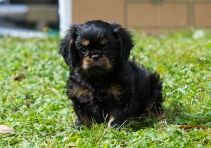 cavalier puppy 9 weeks-53