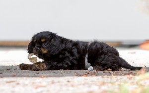 cavalier puppy 9 weeks-89