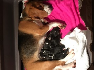 beagle puppy 2