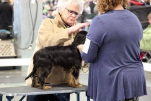 sirius dog show 2