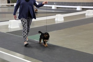 sirius dog show 3