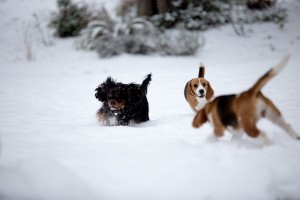 beagle snow day-1
