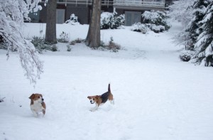 beagle snow day-11