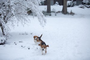 beagle snow day-12