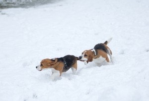 beagle snow day-14