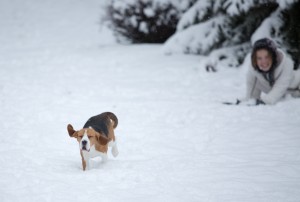 beagle snow day-15